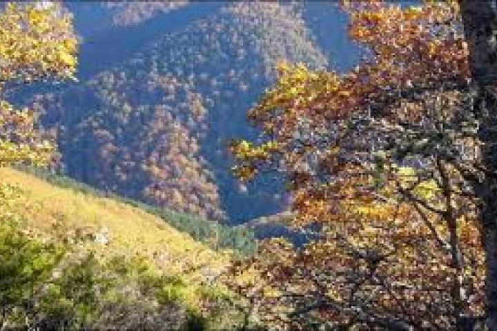 Los bosques del Principado de Asturias ocupan el 46% de la superficie regional y cuentan con 745 millones de árboles Los bosques del Principado de Asturias ocupan el 46% de la superficie regional y cuentan con 745 millones de árboles